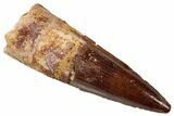 Fossil Spinosaurus Tooth - Real Dinosaur Tooth #329506-1